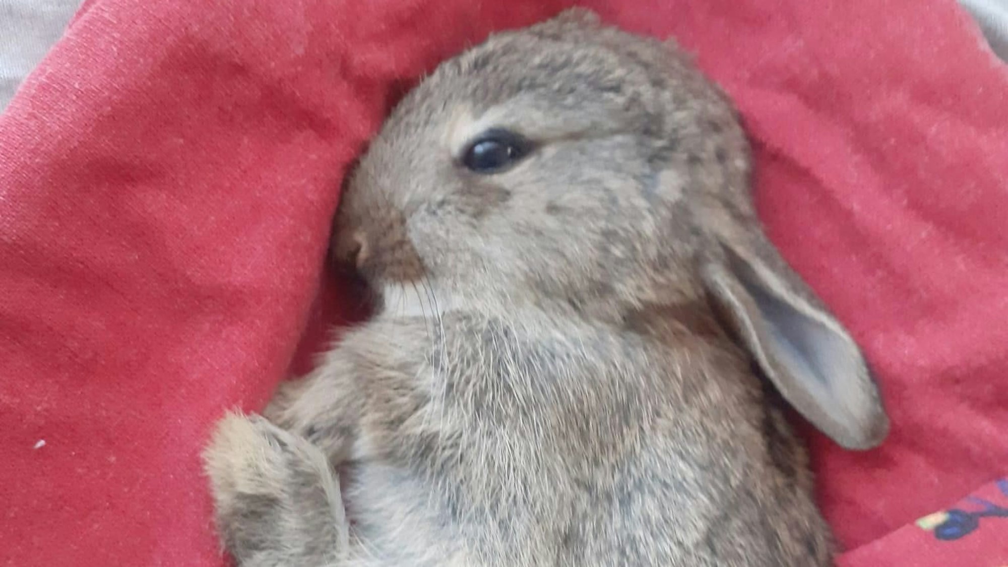 Das Wildkaninchen starb in den Händen einer Tierschützerin.