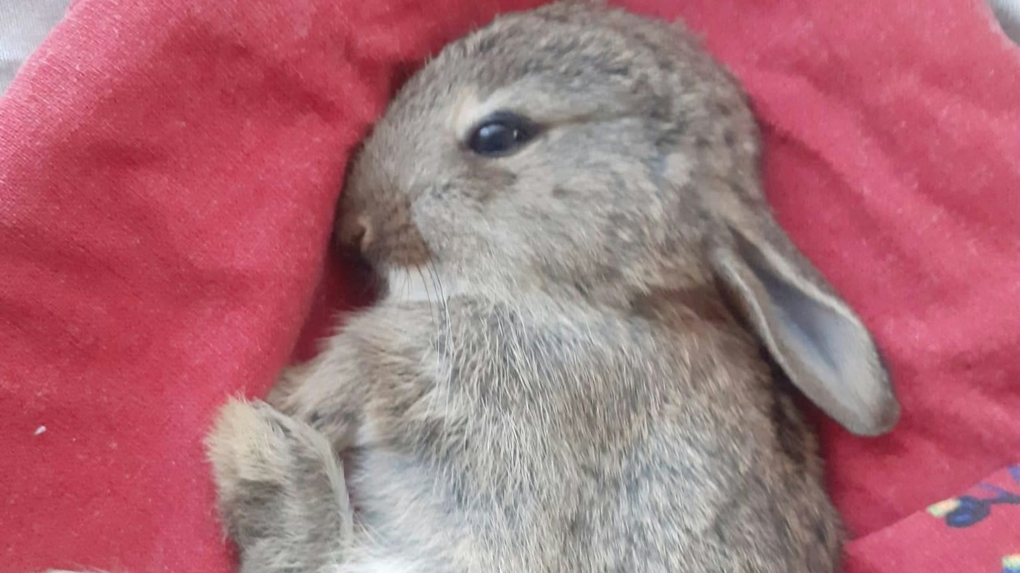 Das Wildkaninchen starb in den Händen einer Tierschützerin.