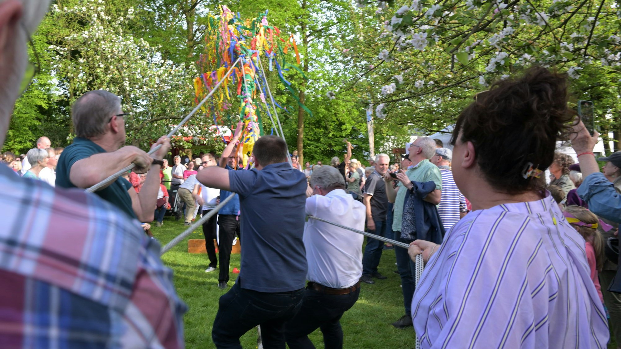 Refrather Maifest des Bürger- und Heimatverein, Aufrichten des Maibaums