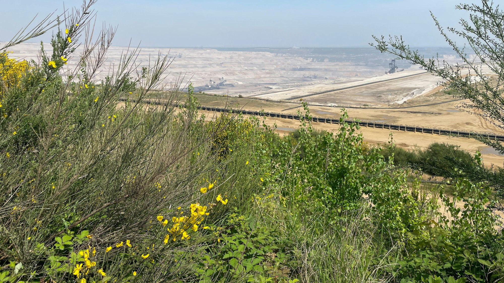 Ginster blüht vor der Haldengrube.