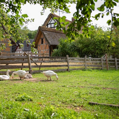Gänse scharren auf einer Wiese im LVR Freilichtmuseum Kommern im Hintergrund sind alte Fachwerkhäuser zu sehen.