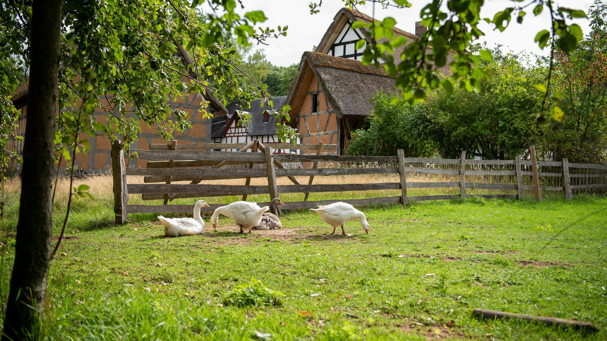 Gänse scharren auf einer Wiese im LVR Freilichtmuseum Kommern im Hintergrund sind alte Fachwerkhäuser zu sehen.