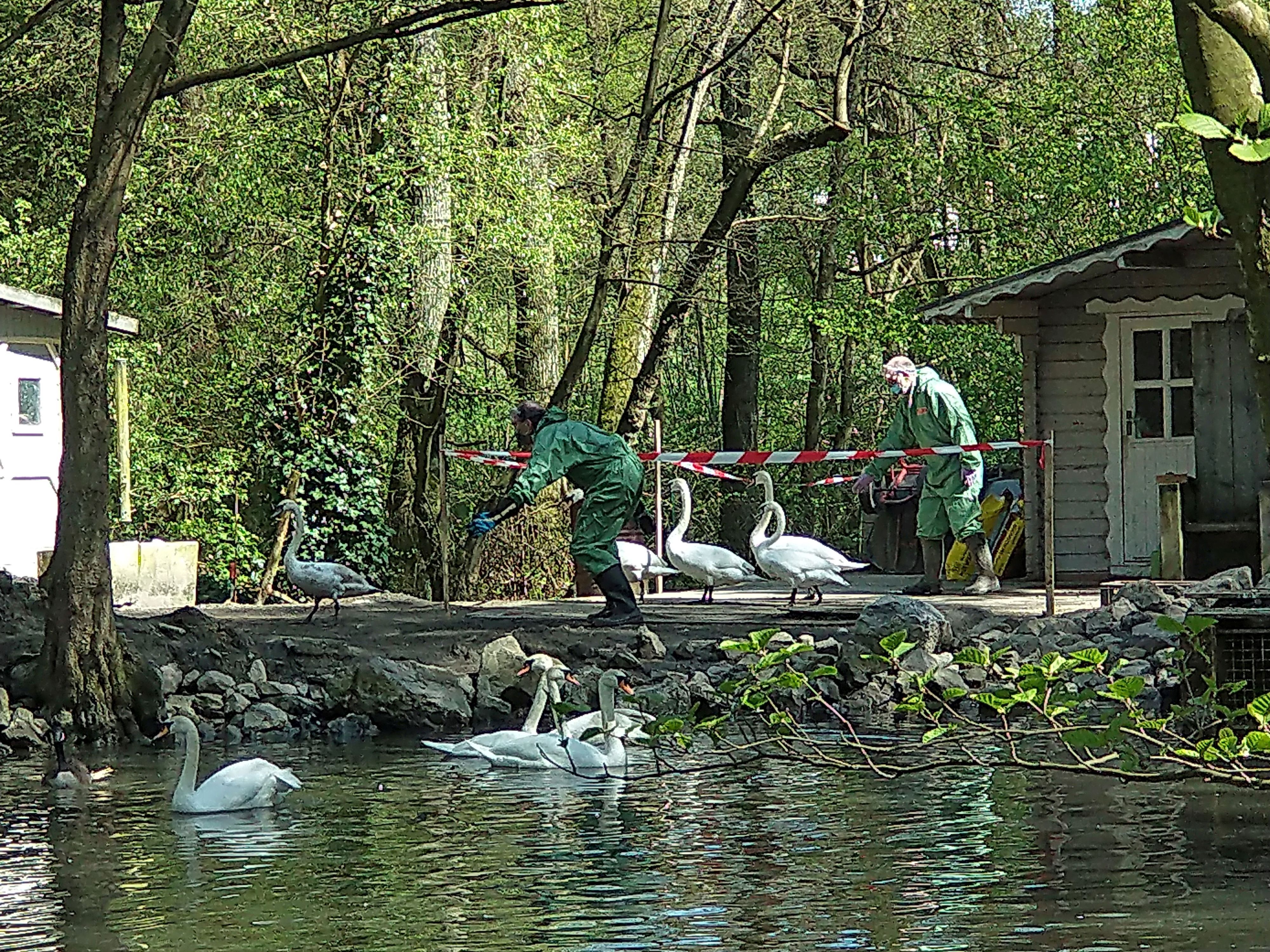 Mit viel Ruhe, Handschuhen und Schutzoveralls näherten sich die Tierärzte am Kemnader Stausee den vermeintlich infizierten Wasservögeln.