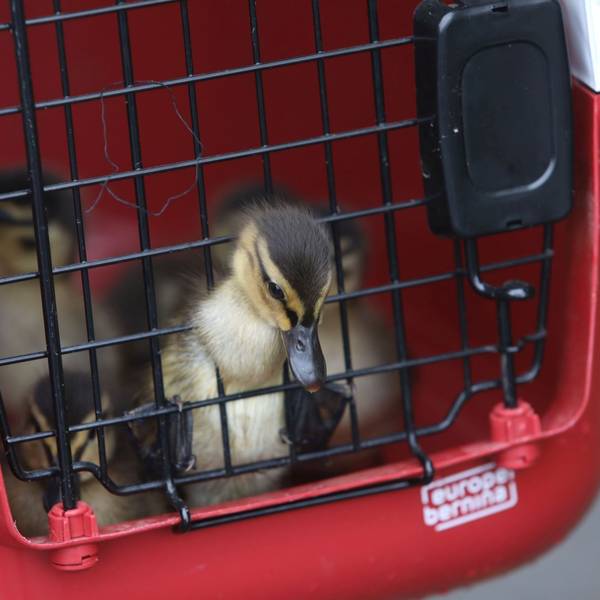 Ein Küken guckt aus einem Transportkorb.