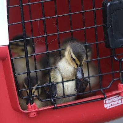 Ein Küken guckt aus einem Transportkorb.