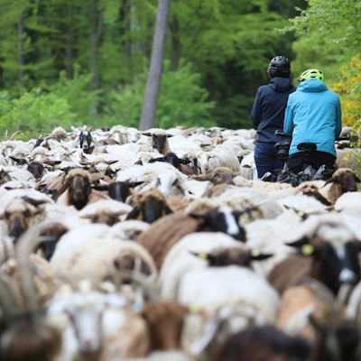 Radfahrer fahren durch eine Schafherde.