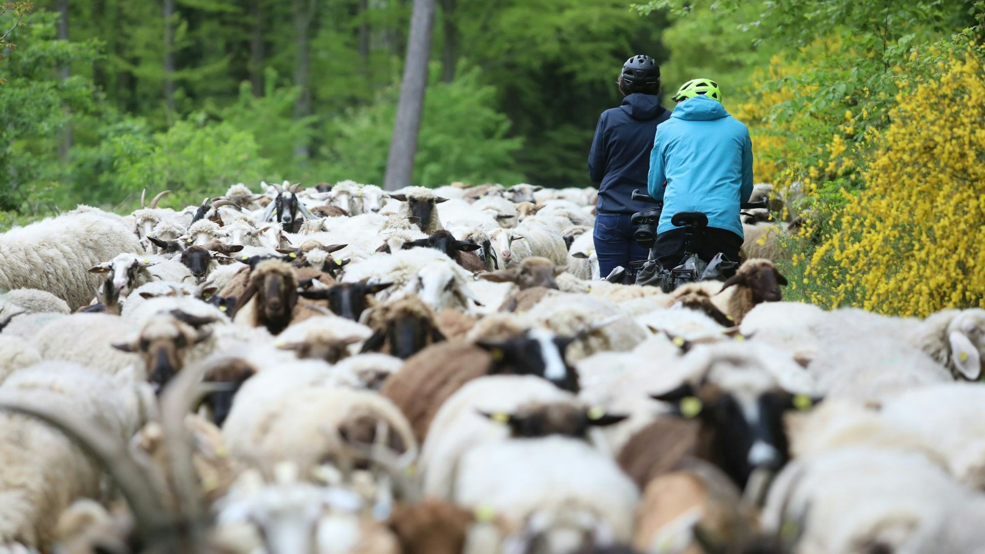 Radfahrer fahren durch eine Schafherde.