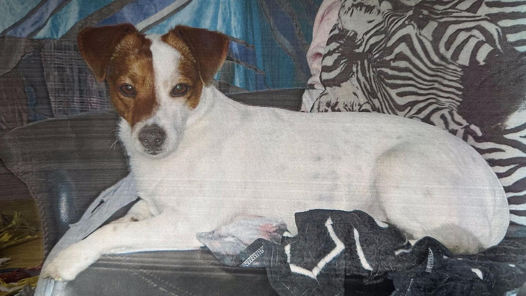 Jack-Russel-Terrier Shorty starb zwei Tage, nachdem er angeschossen wurde.