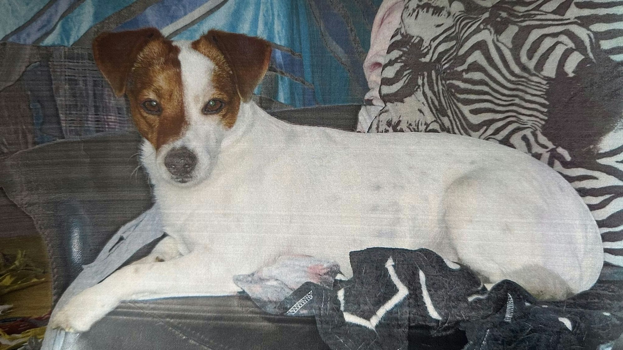 Jack-Russel-Terrier Shorty starb zwei Tage, nachdem er angeschossen wurde.