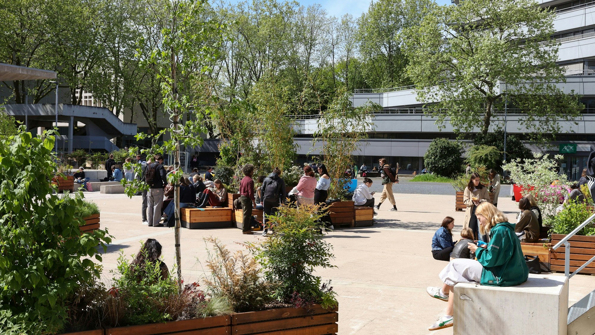 Als Interim stehen aktuell Pflanzkübel und Bänke auf dem Albertus-Magnus-Platz vor dem Philosophikum: Auch langfristig sollen Studierende hier unter Bäumen sitzen.