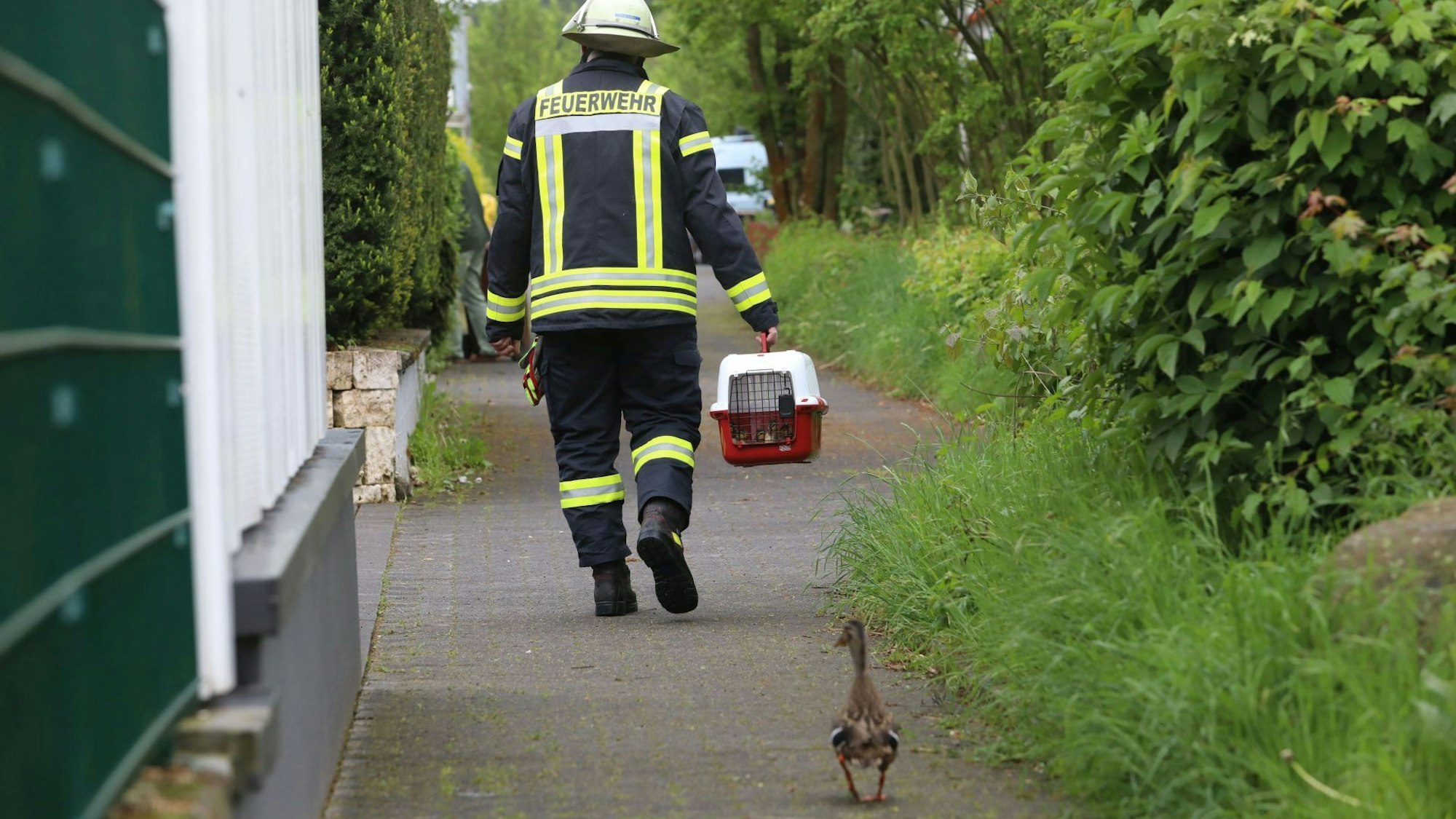 Eine Ente folgt einem Feuerwehrmann.