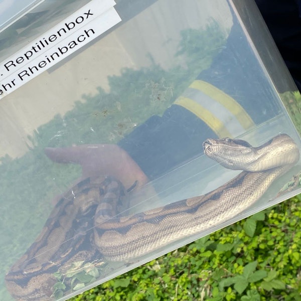 Die Feuerwehr Rheinbach konnte die Schlange einfangen und in einen Tierpark bringen.