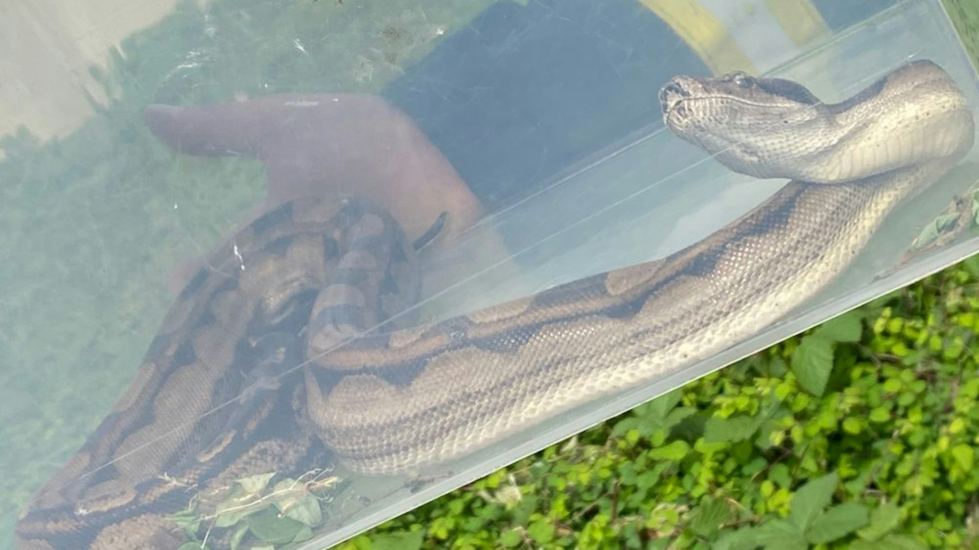 Die Feuerwehr Rheinbach konnte die Schlange einfangen und in einen Tierpark bringen.