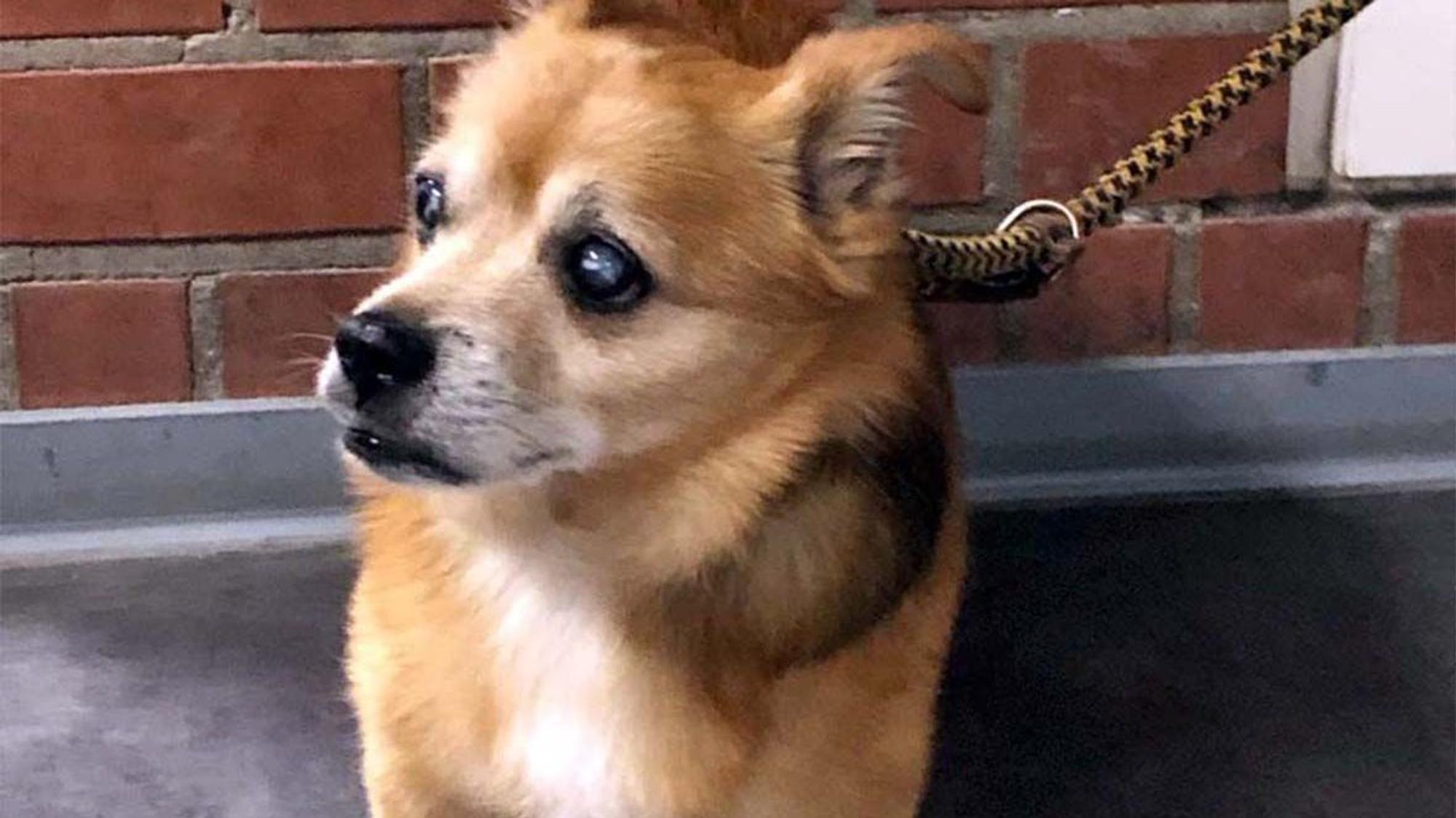 Der entführte Hund „Räuber“ auf der Polizeiwache in Frechen.