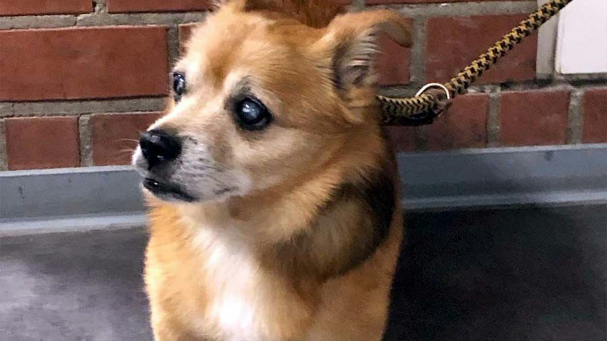 Der entführte Hund „Räuber“ auf der Polizeiwache in Frechen.