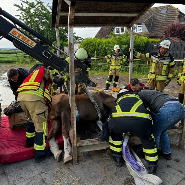 Mehrere Einsatzkräfte sind dabei, das auf der Seite liegende Pferd zu retten. Auch ein Traktor kam zum Einsatz.