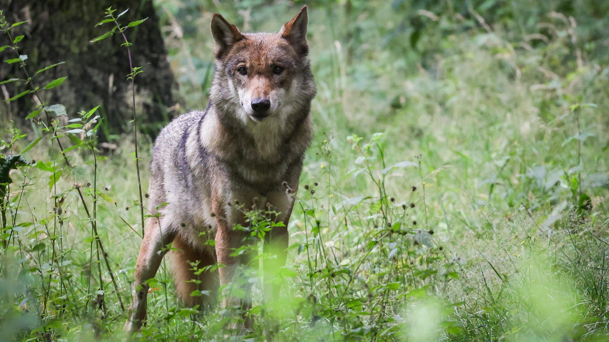 Ein Wolf steht im Wald.