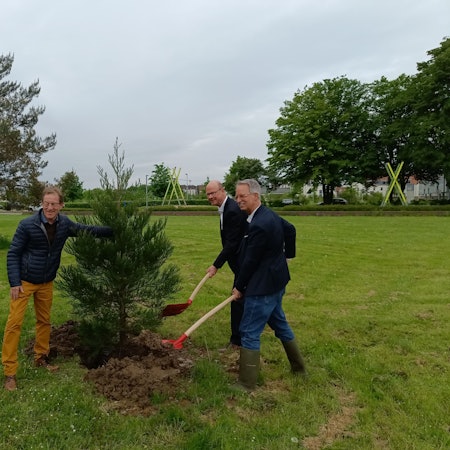 Drei Männer setzen einen Baum in den Boden.