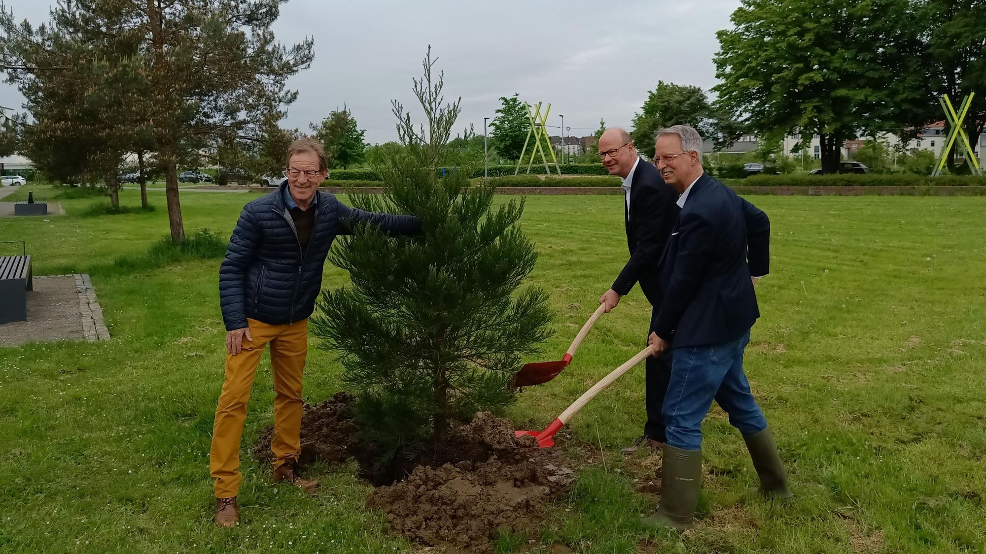 Drei Männer setzen einen Baum in den Boden.