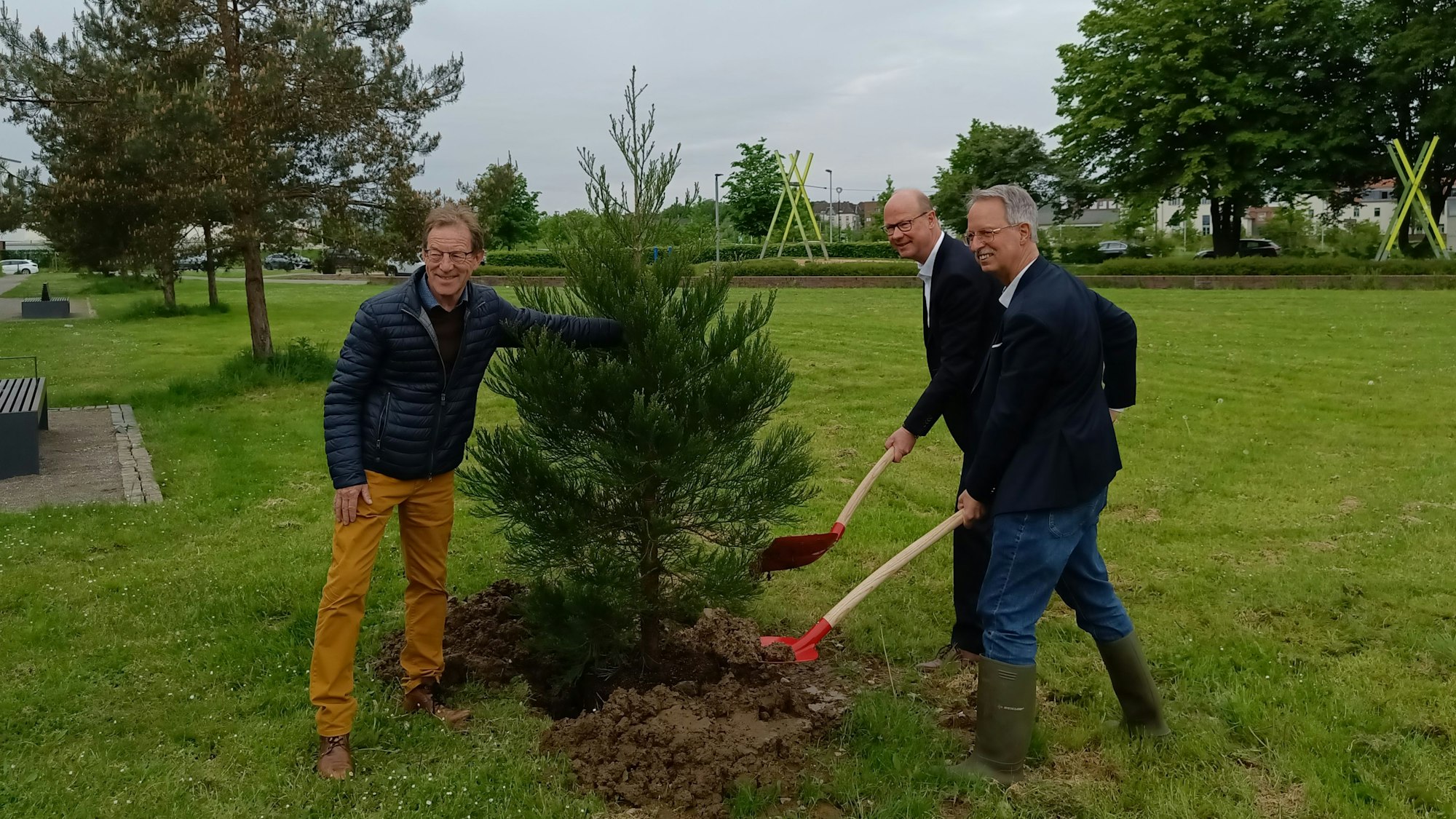 Drei Männer setzen einen Baum in den Boden.