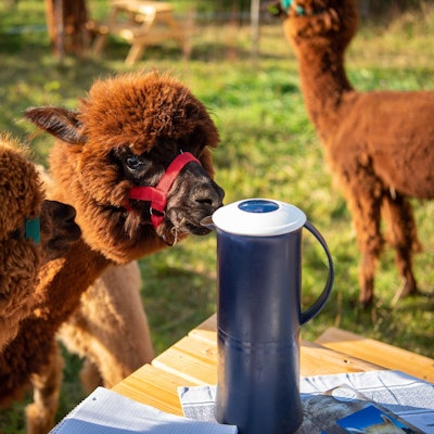 Das Bild zeigt mehrere Alpakas, eines schnuppert an einer Thermoskanne.