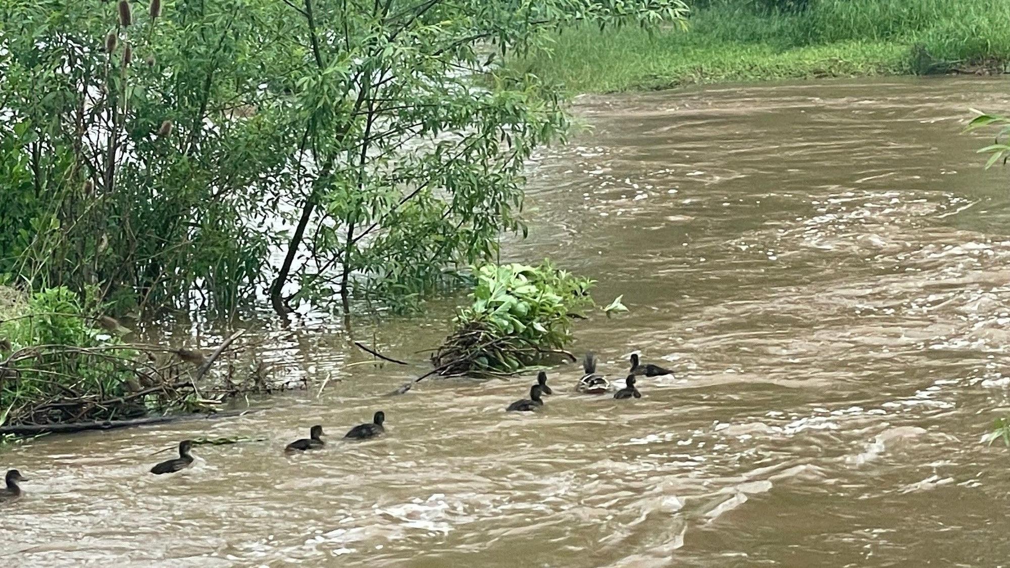 Das Bild zeigt eine Entenmutter mit ihrem Nachwuchs. Alle schwimmen auf dem brauen Wasser der Erft.