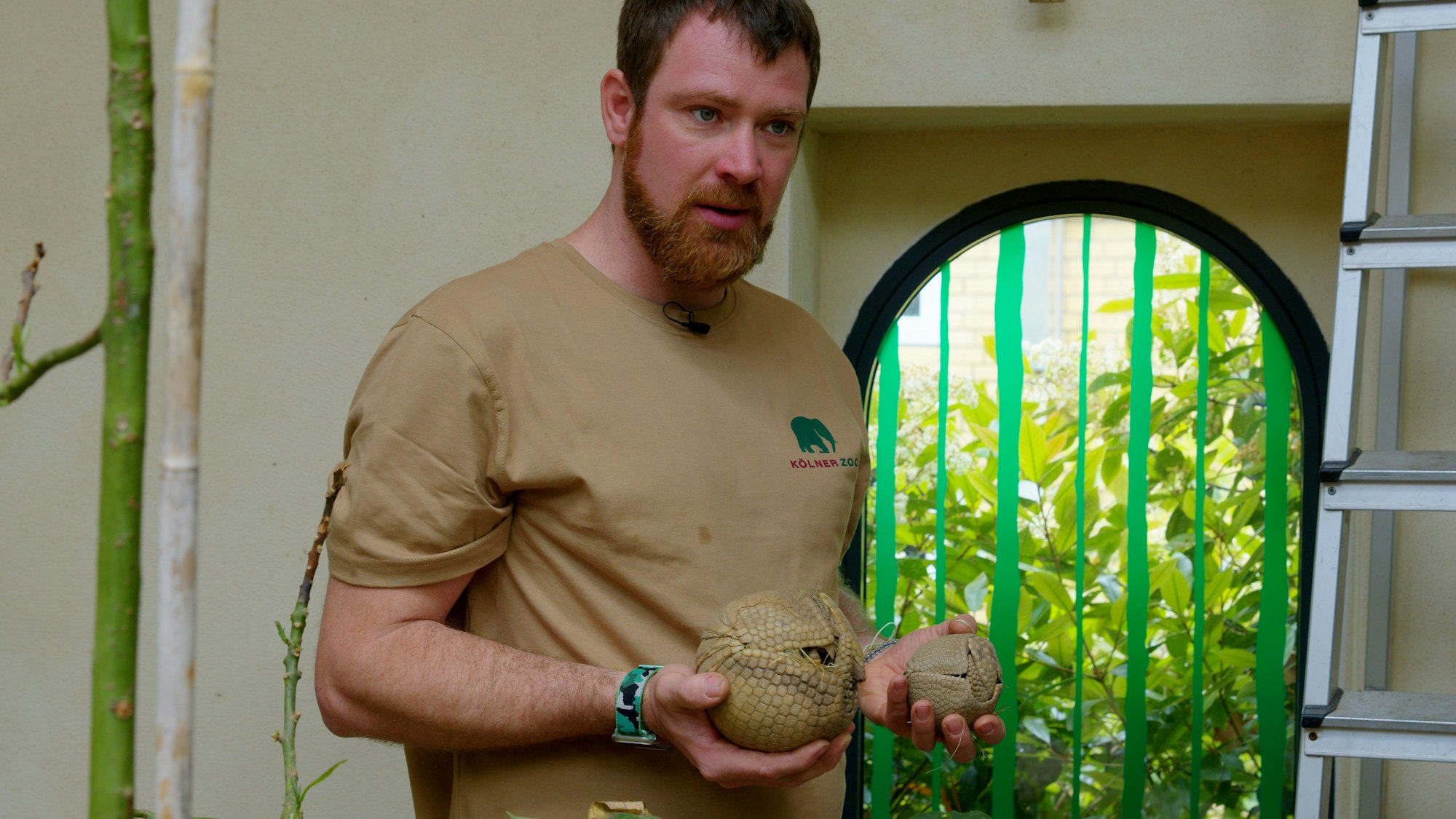 Tierpfleger Christoph Kiesow hält die Kugelgürteltier-Mutter und das -Jungtier in seinen Händen. Foto von Christian Mack