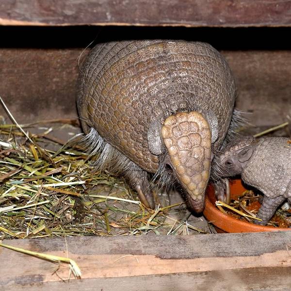 Ein erwachsenes weibliches und ein junges männliches Kugelgürteltier verstecken sich in ihrem Holzbau im Südamerikahaus des Kölner Zoos. Foto von Rolf Schlosser