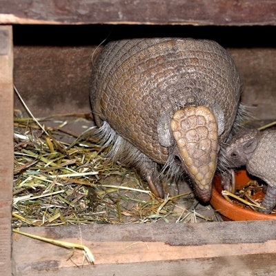 Ein erwachsenes weibliches und ein junges männliches Kugelgürteltier verstecken sich in ihrem Holzbau im Südamerikahaus des Kölner Zoos. Foto von Rolf Schlosser