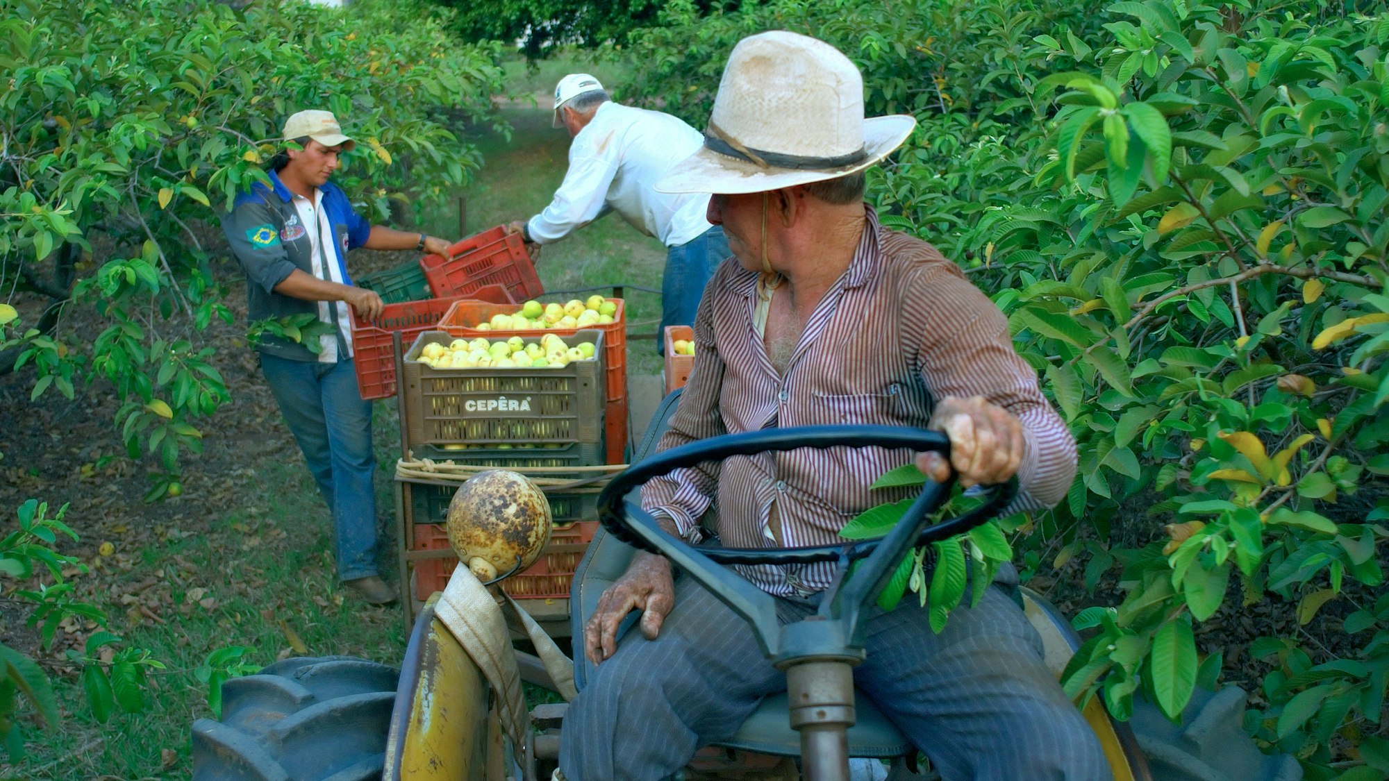 Farmer driving tractor in fruit-tree garden.