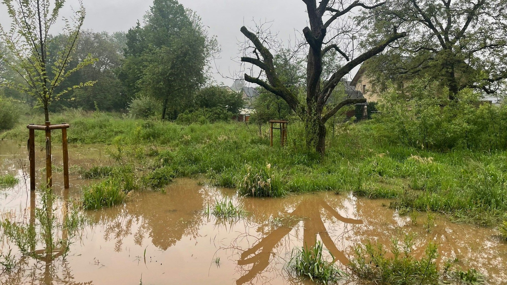 Das Bild zeigt das neue Überschwemmungsgebiet in der Erftaue. Bäume stehen teilweise einige Zentimeter im Wasser.