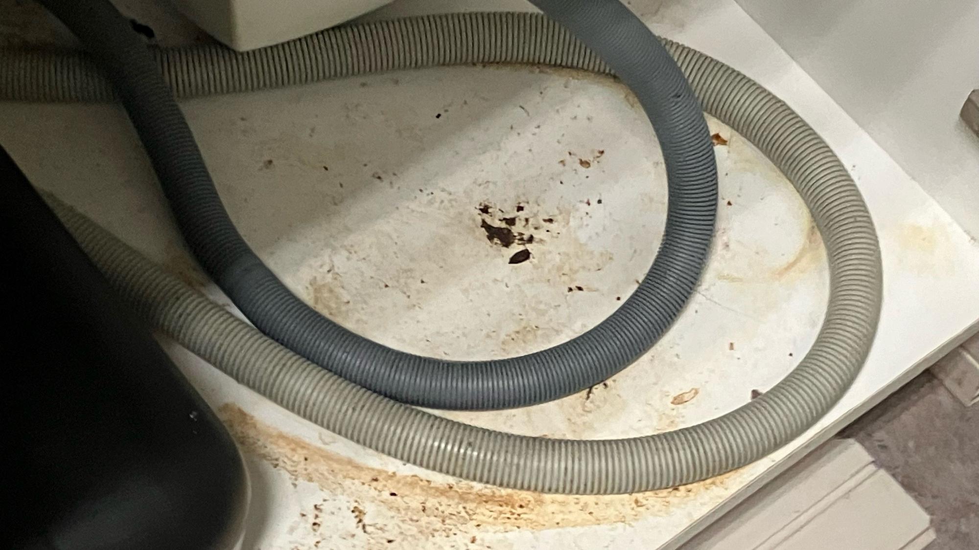 Ein Mitarbeiter hat einen Küchenschrank geöffnet, wo recht frisch aussehender Rattenkot zu sehen ist. Ein Schädlingsbekämpfer hatte Ende März dort Fallen und Köder aufgestellt. Der neue Rattenkot ist laut einem Mitarbeiter aber danach erst aufgetaucht.