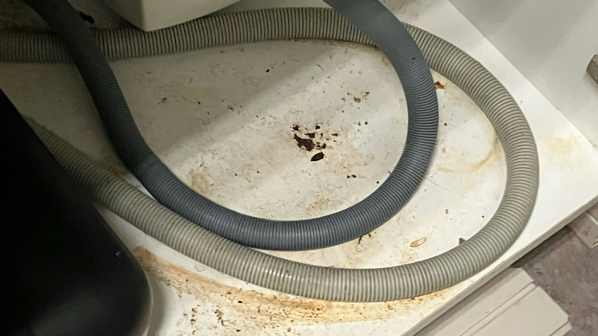 Ein Mitarbeiter hat einen Küchenschrank geöffnet, wo recht frisch aussehender Rattenkot zu sehen ist. Ein Schädlingsbekämpfer hatte Ende März dort Fallen und Köder aufgestellt. Der neue Rattenkot ist laut einem Mitarbeiter aber danach erst aufgetaucht.