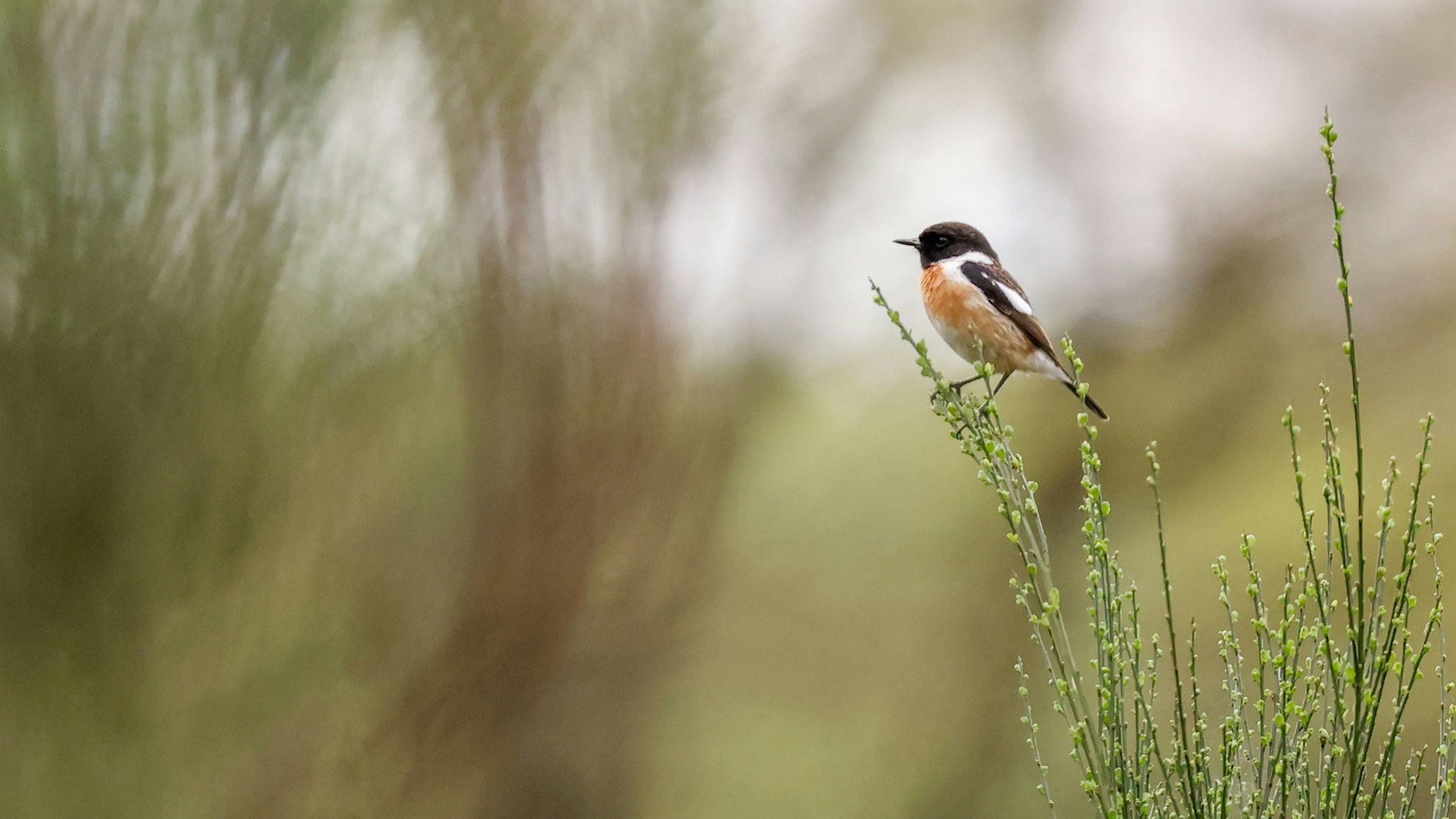 Ein Schwarzkehlchen in der Wahner Heide. Fotografiert bei Expedition mit dem Nabu.