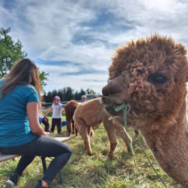 Besucher auf einer Alpaka-Wiese