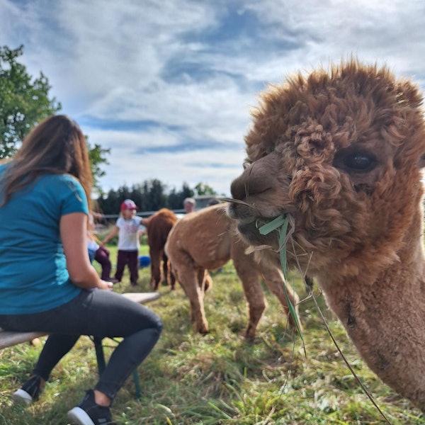 Besucher auf einer Alpaka-Wiese