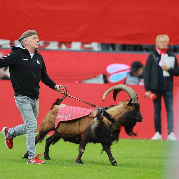 Der Geißbock Hennes der Neunte, das Maskottchen des 1. FC Köln, stürmt auf den Rasen des Stadions. Dabei wird er von seinem Betreuer an der Leine gehalten.
