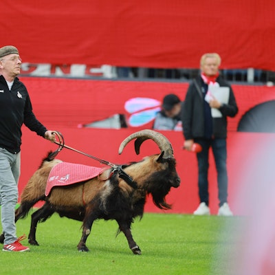 Der Geißbock Hennes der Neunte, das Maskottchen des 1. FC Köln, stürmt auf den Rasen des Stadions. Dabei wird er von seinem Betreuer an der Leine gehalten.