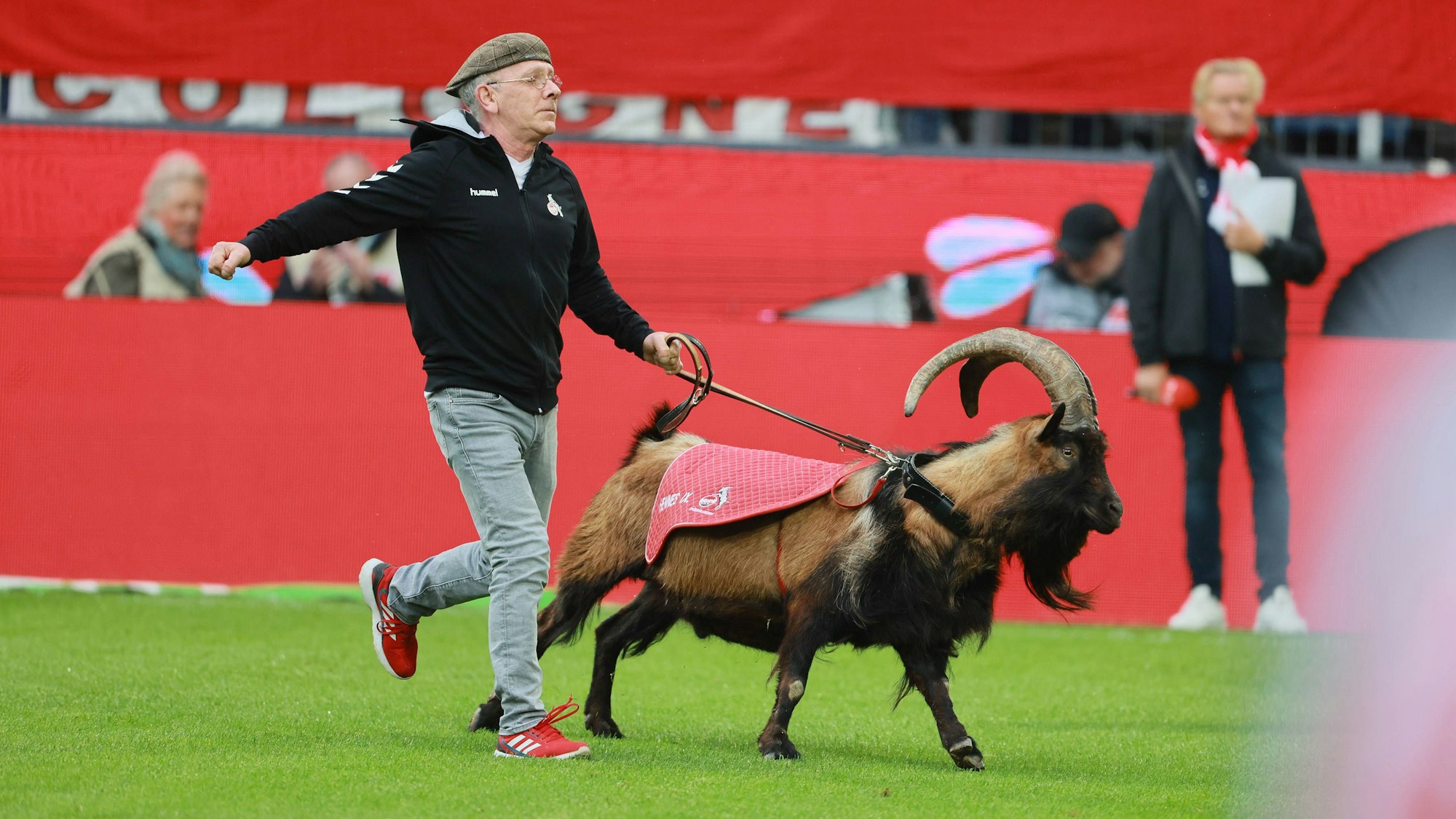 Der Geißbock Hennes der Neunte, das Maskottchen des 1. FC Köln, stürmt auf den Rasen des Stadions. Dabei wird er von seinem Betreuer an der Leine gehalten.