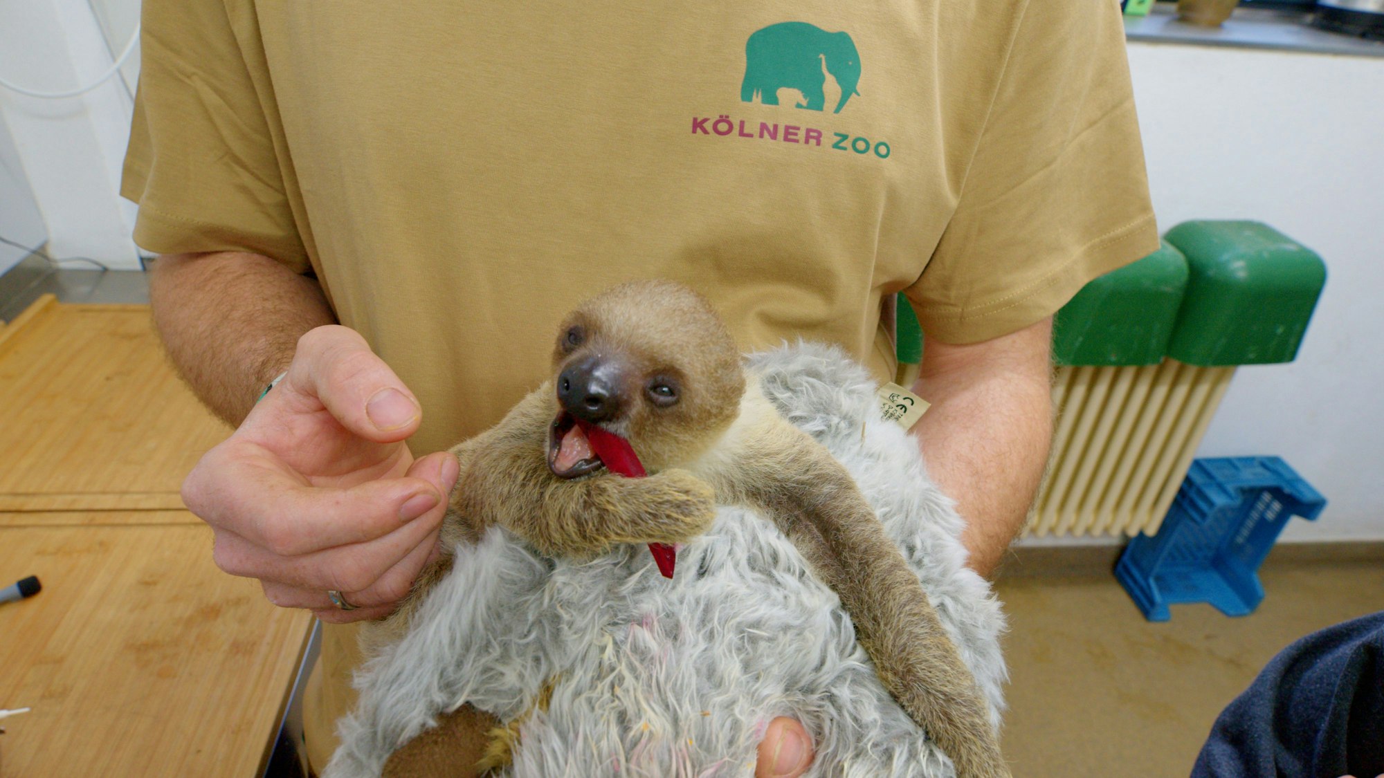Tierpfleger Christoph Kiesow hält das Faultierbaby, das auf einem Stofffaultier liegt, mit seiner Hand und füttert es mit gekochter Rote-Beete. Foto von Christian Mack
