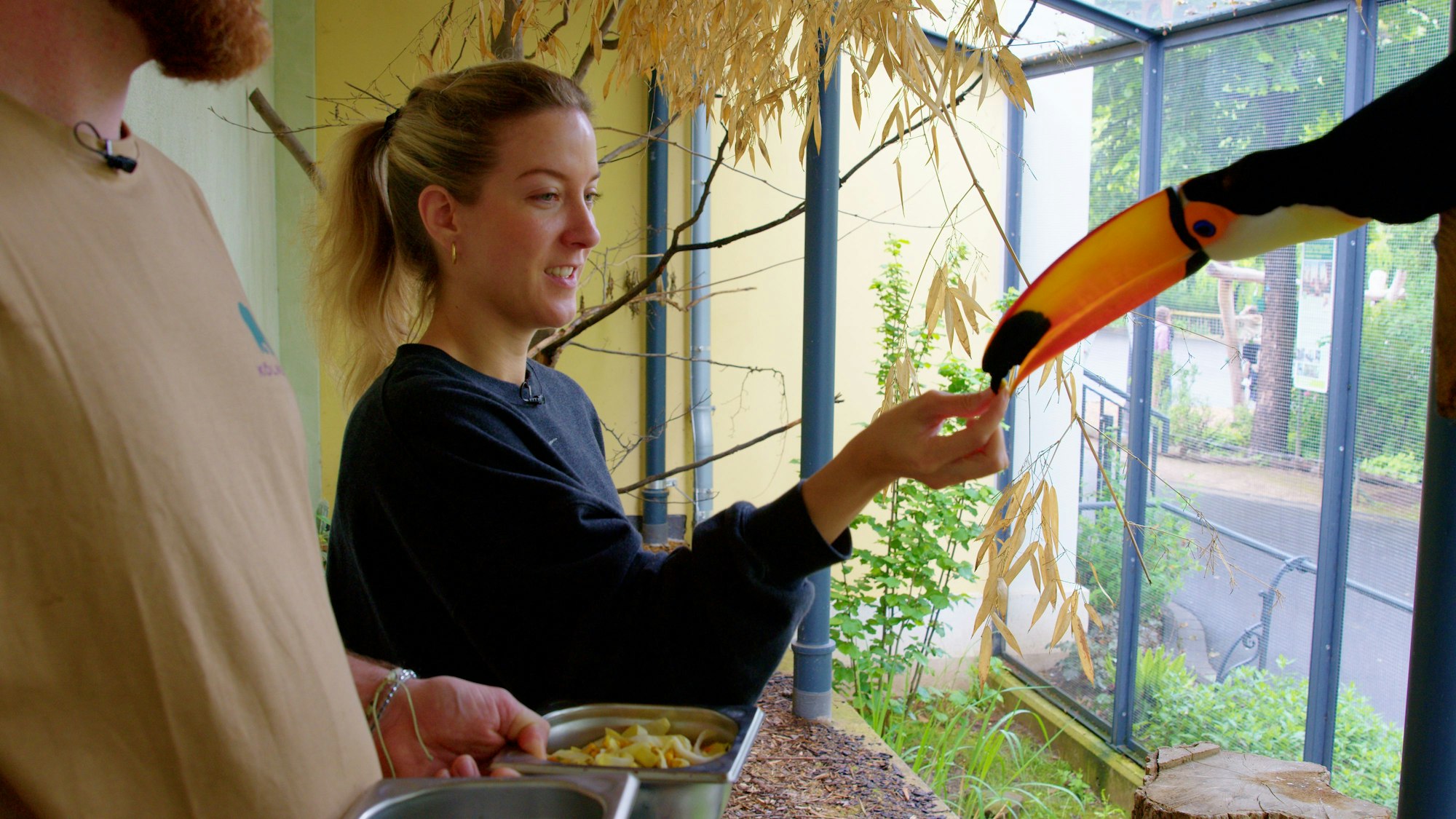 Tierpfleger Christoph Kiesow und Volontärin Elena Stickelmann stehen im Riesentukan-Gehege und füttern Tukan Yago.
