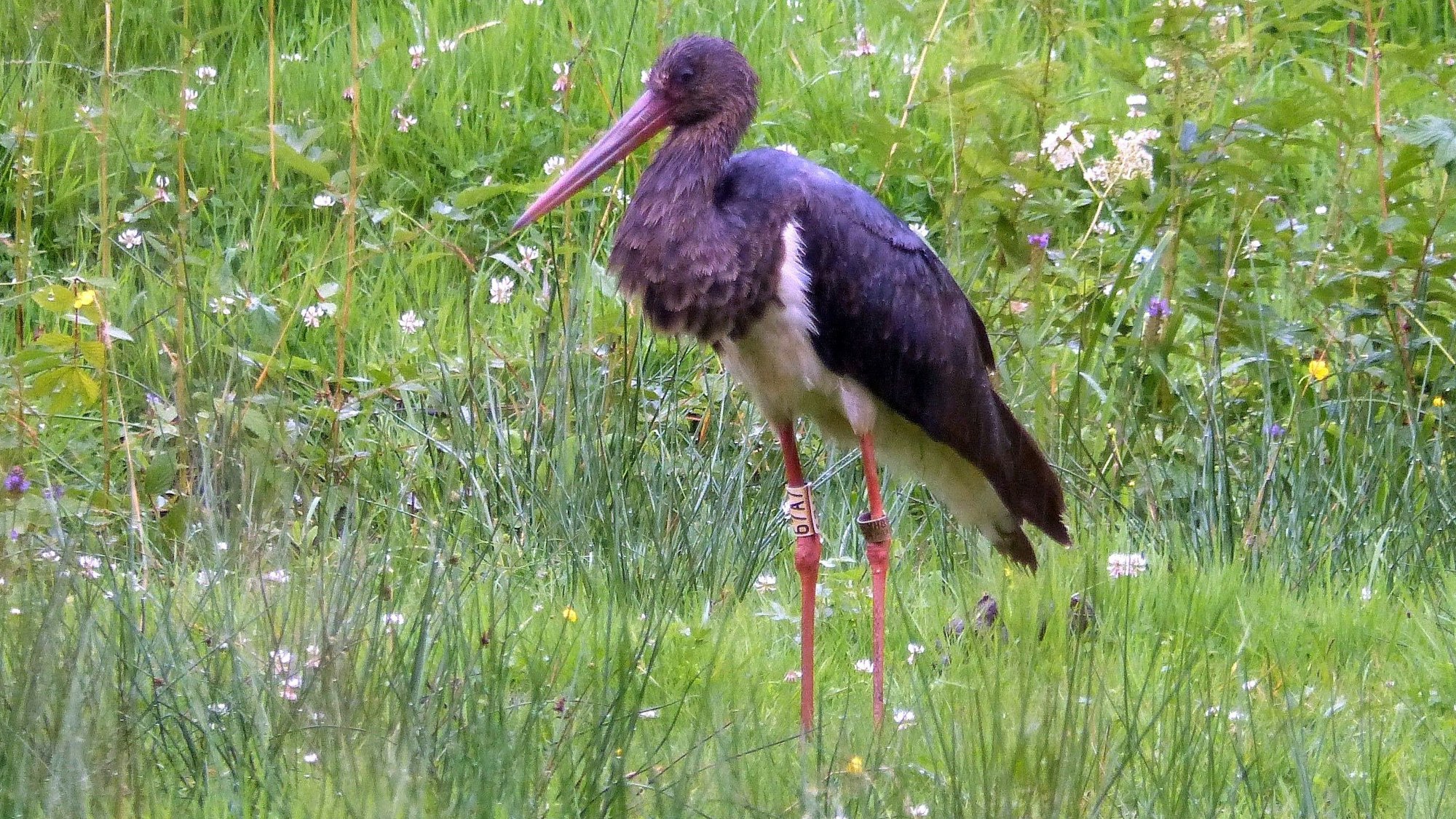 Ein in Tschechien beringter Schwarzstorch, fotografiert auf einer Wiese in Morsbach.