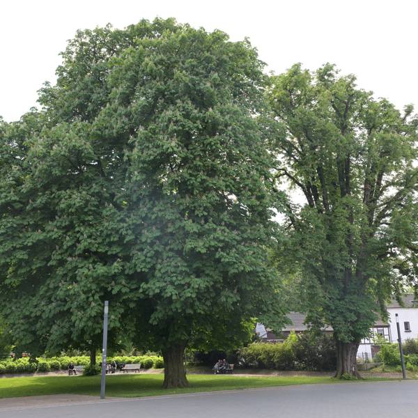 Der Forumpark Bergisch Gladbach im Mai 2024.
