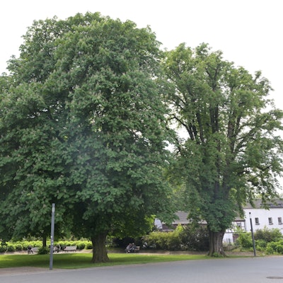 Der Forumpark Bergisch Gladbach im Mai 2024.