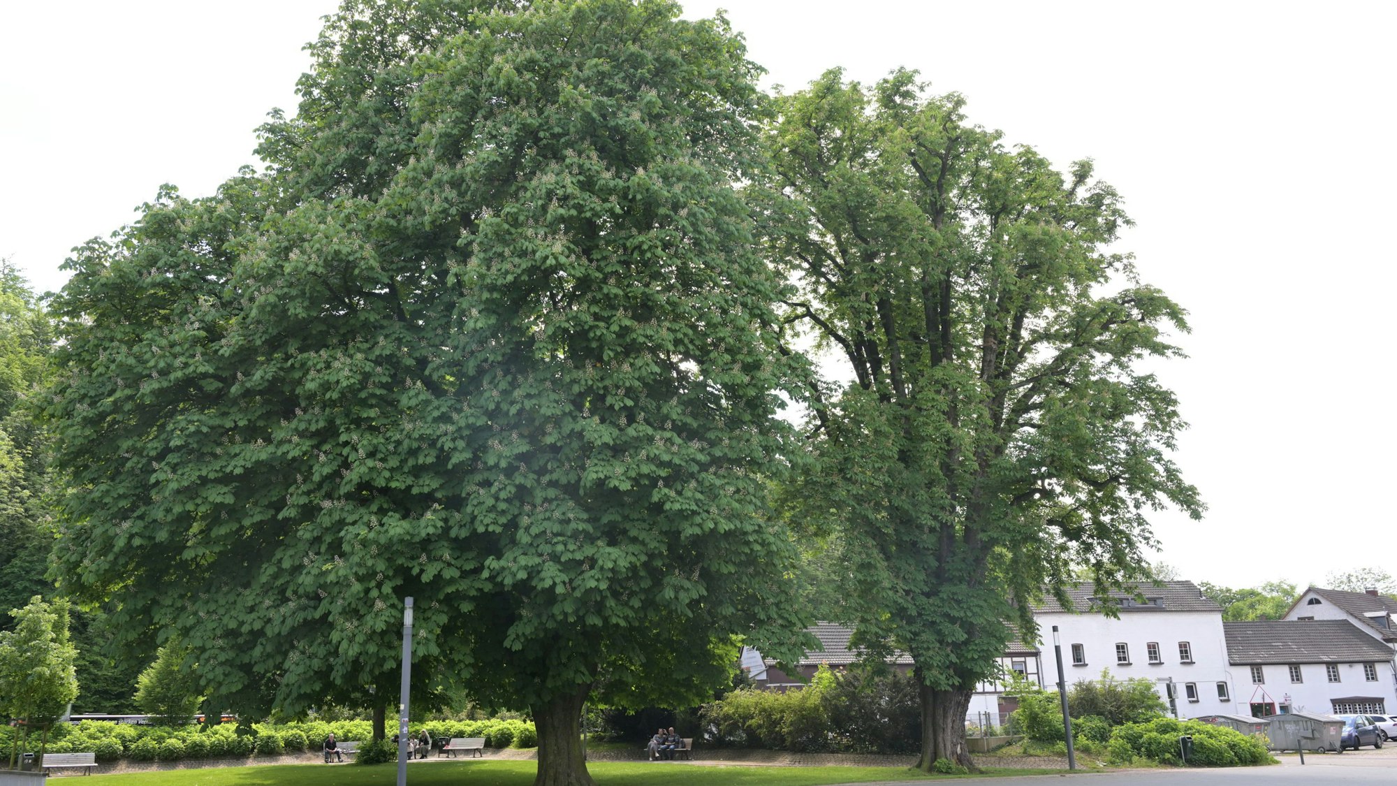 Zu sehen sind drei Kastanienbäume auf einer Wiese.