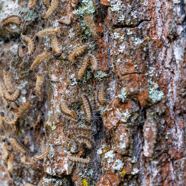Eichenprozessionsspinner an einem Baum