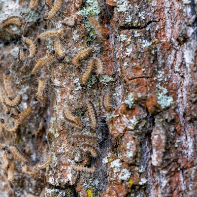 Eichenprozessionsspinner an einem Baum