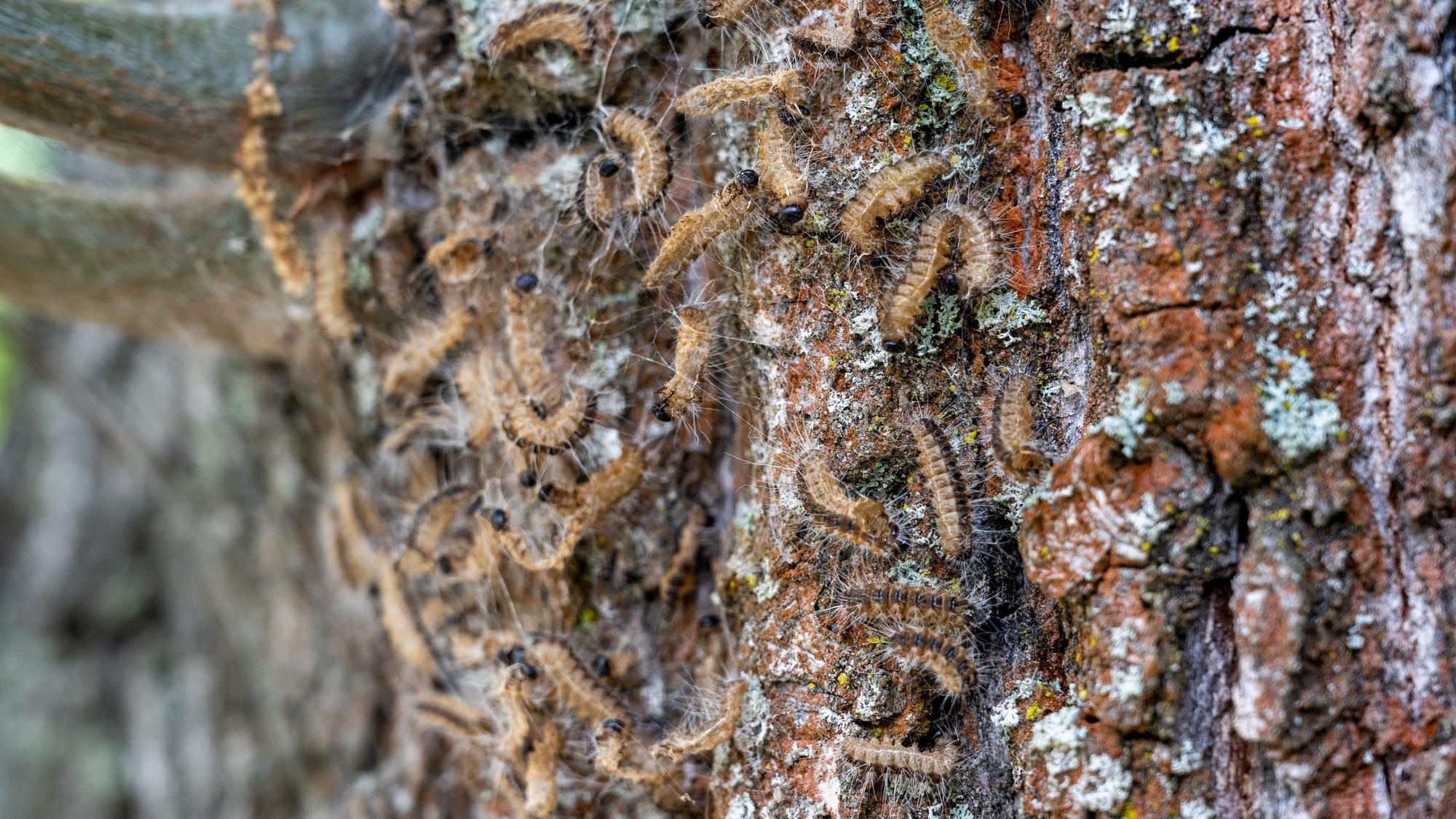 Eichenprozessionsspinner an einem Baum