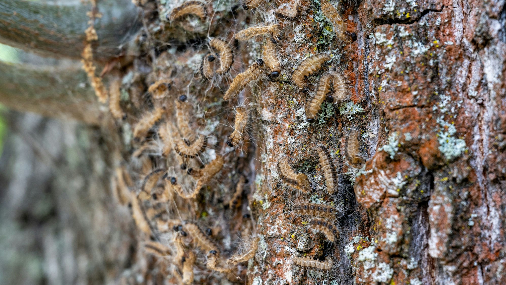 Eichenprozessionsspinner an einem Baum