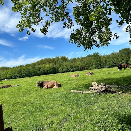 Das Grauvieh weidet in Weiß.